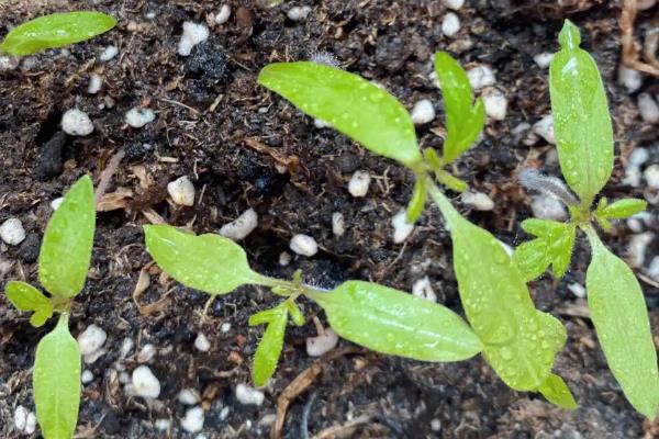 西红柿对肥料的需求特点，幼苗至开花前对养分的需求量最少