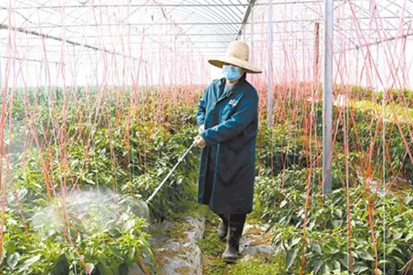 辣椒畸形的原因，可能是温度不当、病害防治不及时等因素造成