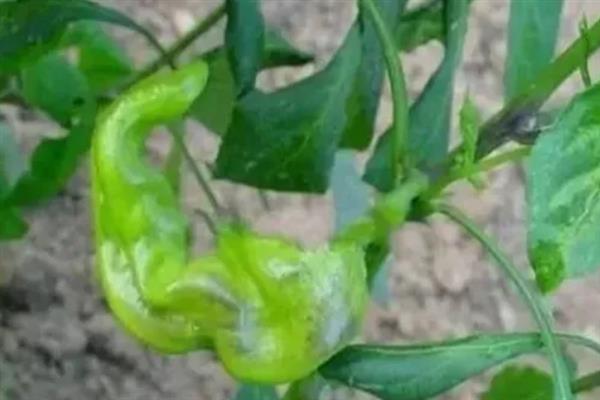辣椒畸形的原因，可能是温度不当、病害防治不及时等因素造成