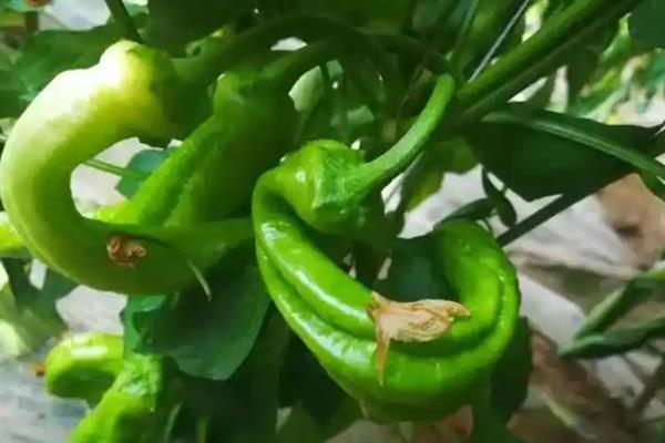 辣椒畸形的原因，可能是温度不当、病害防治不及时等因素造成