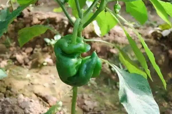 辣椒畸形的原因，可能是温度不当、病害防治不及时等因素造成