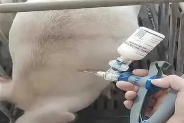 母猪热应激的治疗方法，可药物治疗也可进行凉水疗法