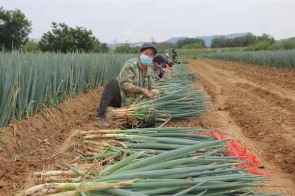 大葱的生长期，分为发芽期、幼苗期、葱白形成期和休眠期
