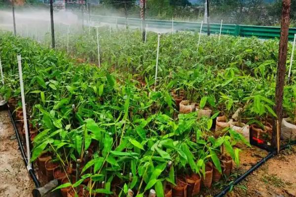 种植竹笋的方法，每亩地埋鞭3000-5000株