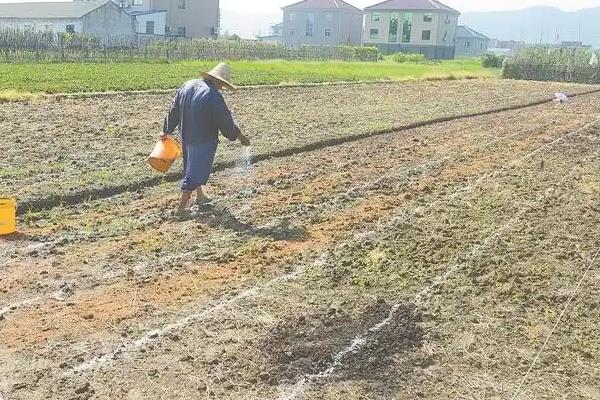种植竹笋的方法，每亩地埋鞭3000-5000株