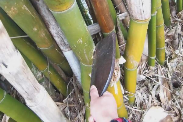 种植竹笋的方法，每亩地埋鞭3000-5000株