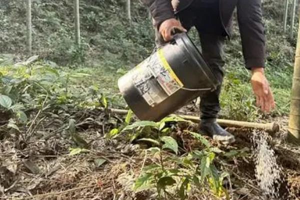 种植竹笋的方法，每亩地埋鞭3000-5000株