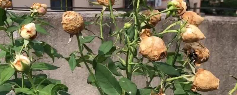 月季花苞枯萎的原因，施肥不当、土壤变质等因素都会造成