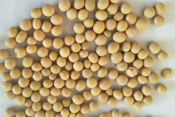 黑河53大豆种子的特点，有限结荚习性