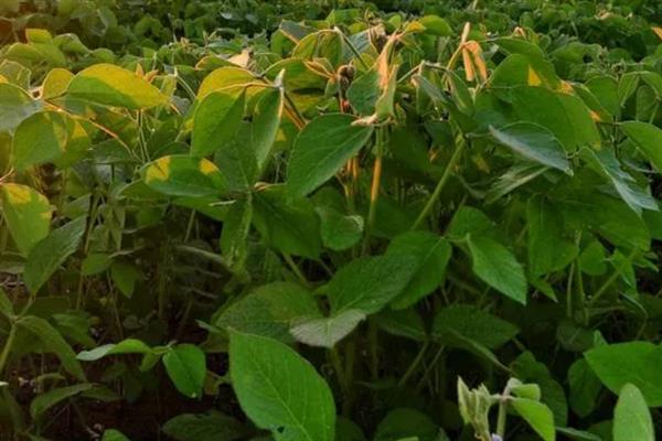 黑河53大豆种子的特点，有限结荚习性