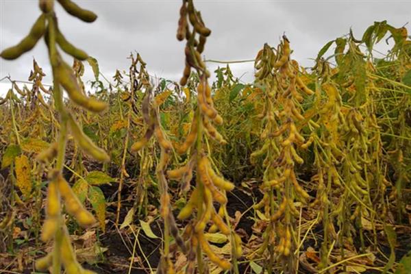 黑河53大豆种子的特点，有限结荚习性