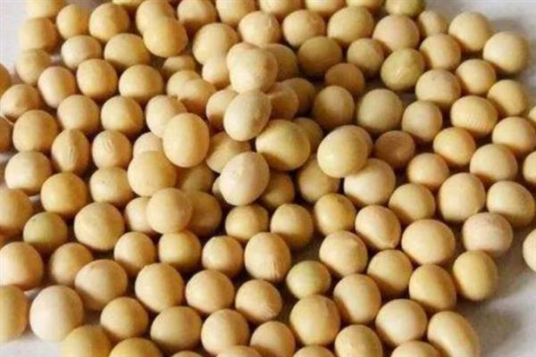 黑河53大豆种子的特点，有限结荚习性