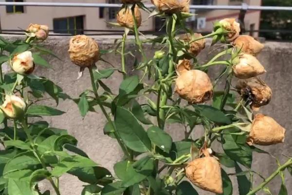 月季花苞枯萎的原因，施肥不当、土壤变质等因素都会造成