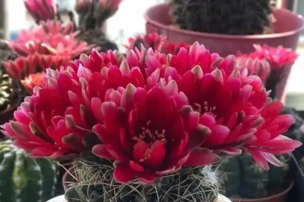 绯花玉的开花次数，一年可开放多次并不固定