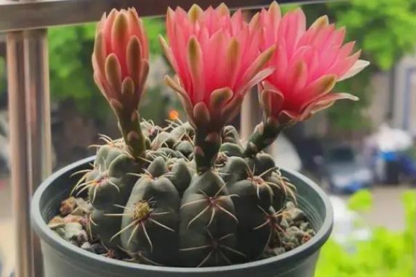 绯花玉的开花次数，一年可开放多次并不固定