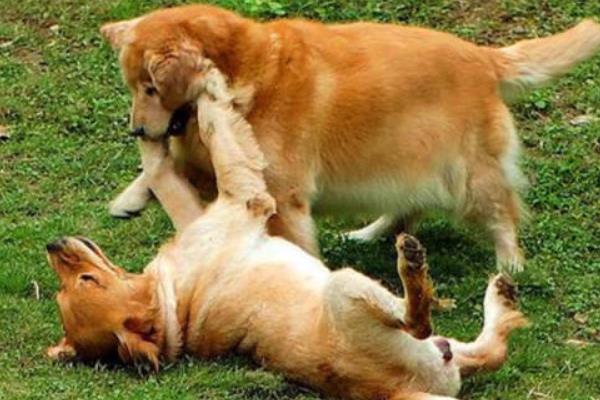 狗狗为什么会扑人，可能是在向主人表达喜爱