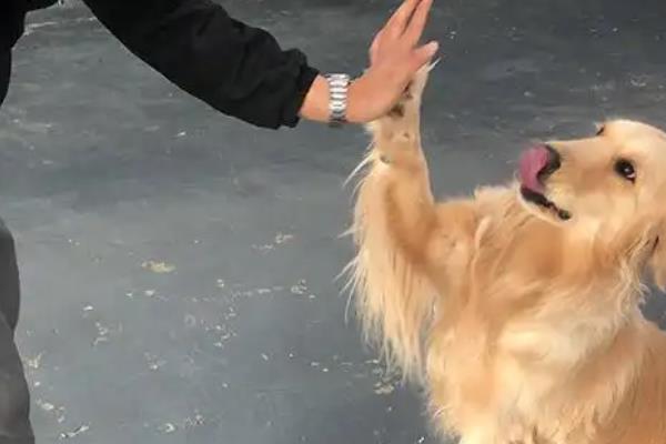 狗狗为什么会扑人，可能是在向主人表达喜爱