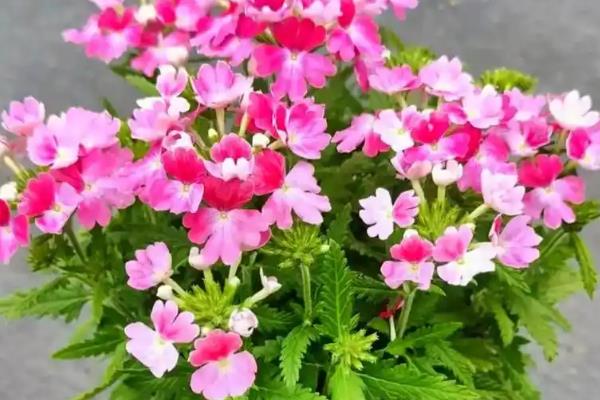 哪些花卉适合秋天播种，有三色堇、太阳花、美女樱等品种