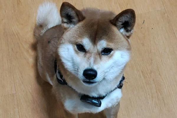 狗狗为什么会扑人，可能是在向主人表达喜爱