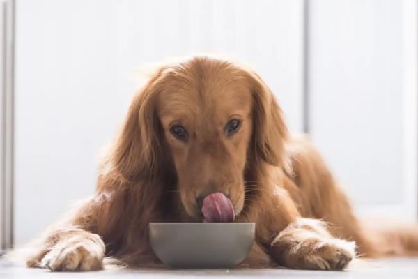 狗狗为什么会扑人，可能是在向主人表达喜爱