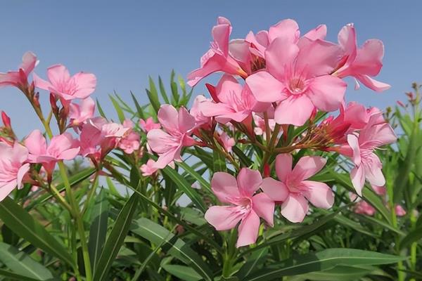 海棠花有没有毒，毒性微弱但依然会危害人体
