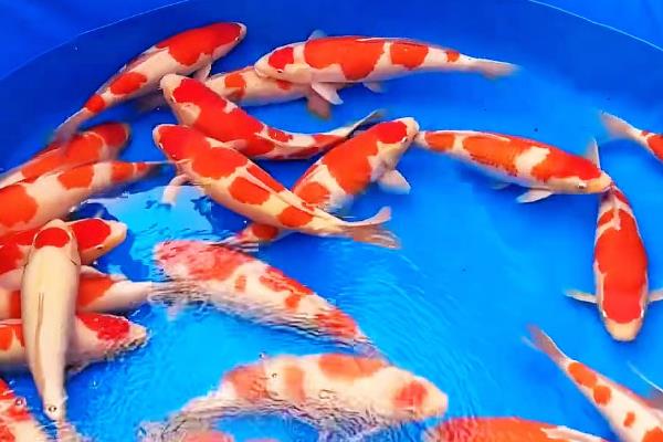 帆布鱼池3米能养什么鱼，可以养金鱼或锦鲤