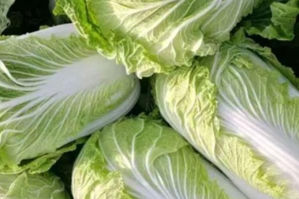 麦茬大白菜的种植与管理技术，通常在6月下旬-7月下旬播种