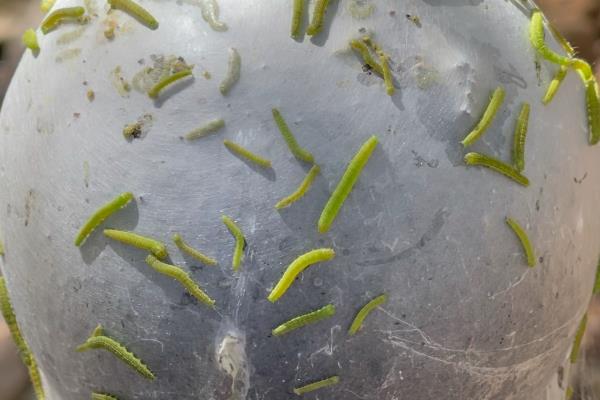 杀死菜青虫的土办法，可撒施草木灰