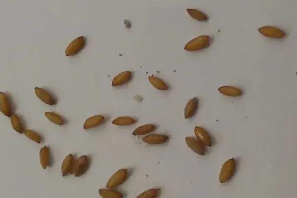 杀死菜青虫的土办法，可撒施草木灰