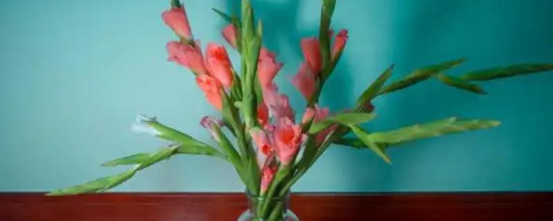 剑兰的花语是什么，寓意健康长寿、节节高升等