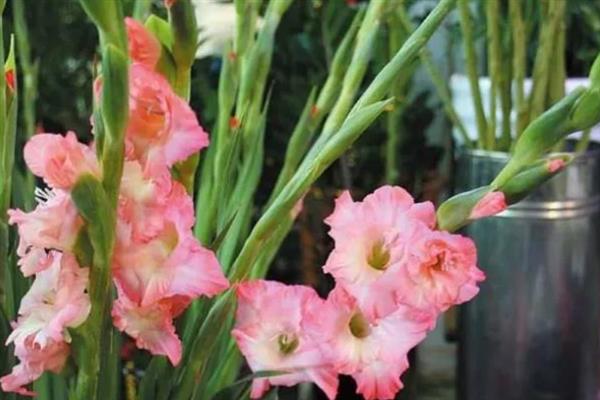 剑兰的花语是什么，寓意健康长寿、节节高升等