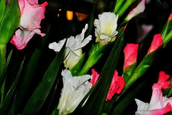 剑兰的花语是什么，寓意健康长寿、节节高升等