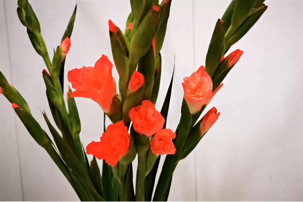 剑兰的花语是什么，寓意健康长寿、节节高升等