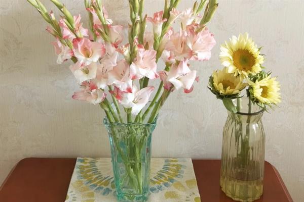 剑兰的花语是什么，寓意健康长寿、节节高升等