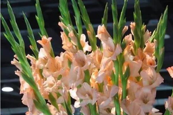 剑兰的花语是什么，寓意健康长寿、节节高升等