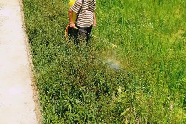 除草剂分类，分为选择性除草剂、触杀型除草剂等类型