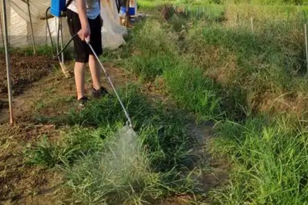 除草剂分类，分为选择性除草剂、触杀型除草剂等类型