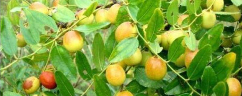 人工种植野酸枣的产量，亩产在1500-2200kg左右