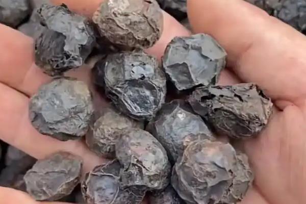 人工种植野酸枣的产量，亩产在1500-2200kg左右