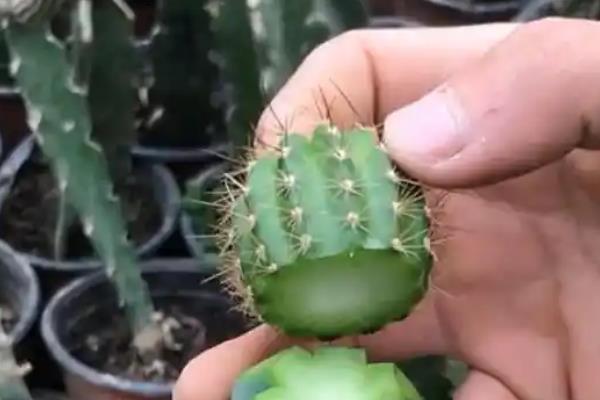 多菌灵能不能灭杀害虫，属于杀菌剂不具备杀虫效果