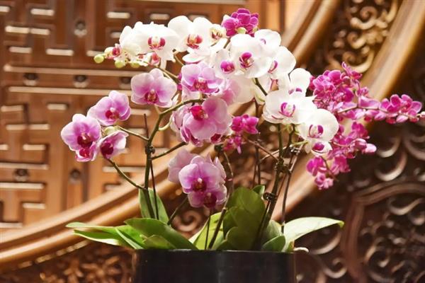 佛前供花的数量，2-3支较合适
