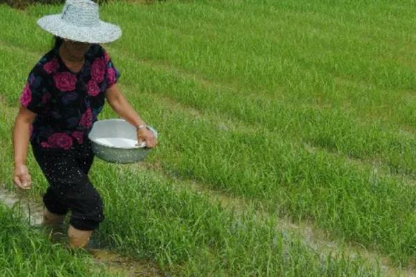 水稻如何进行旱育苗，先将种子晒3-5天