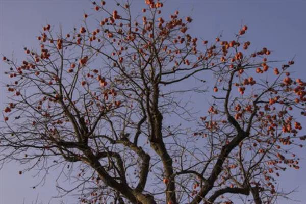 柿子树没有根能栽活吗，基本不可能成活