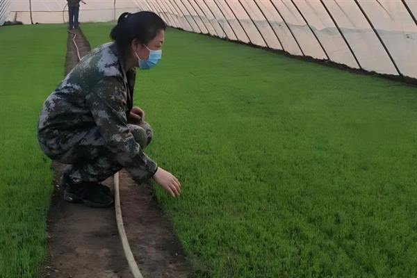 水稻如何进行旱育苗，先将种子晒3-5天