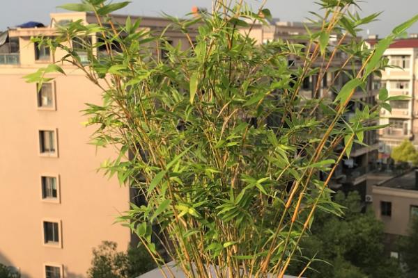 竹子要不要晒太阳，光照充足才能让叶色更翠绿