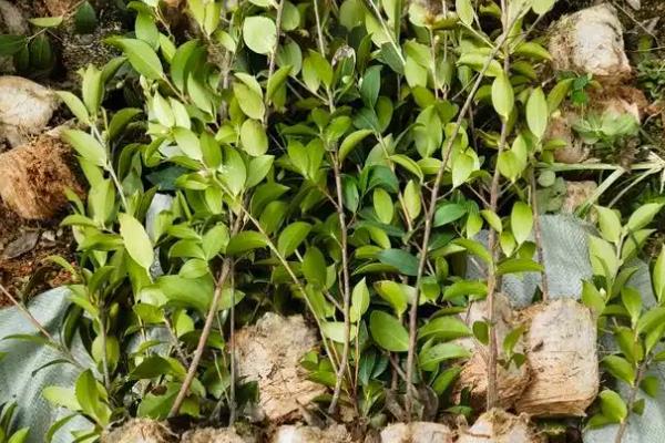 油茶树如何种植，建议在每年的春秋季节进行