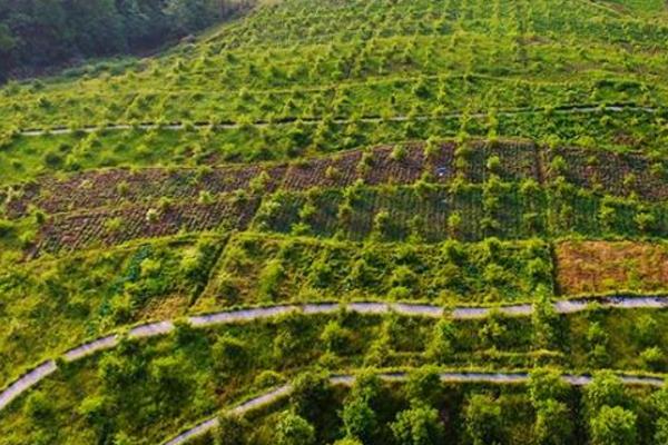 油茶树如何种植，建议在每年的春秋季节进行