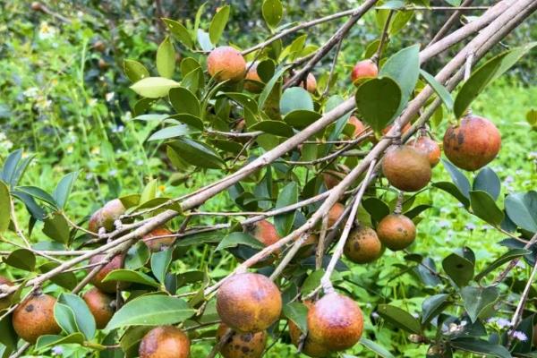 油茶树如何种植，建议在每年的春秋季节进行