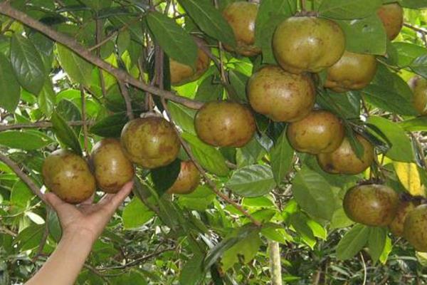 油茶树如何种植，建议在每年的春秋季节进行