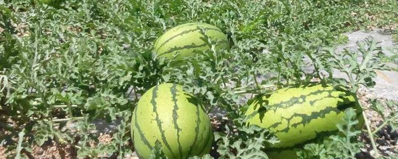 西瓜一年种几次，一年能种3-4次